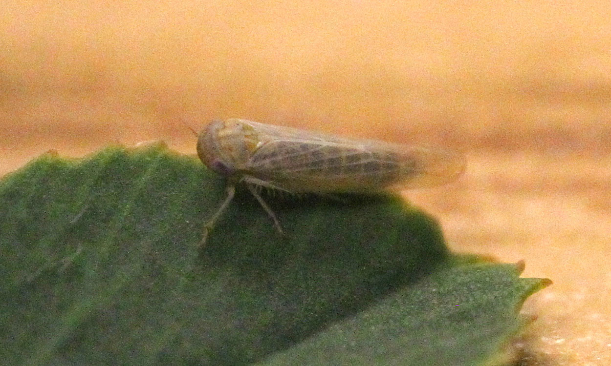 Small pale green leafhopper on a green alfalfa leaf.