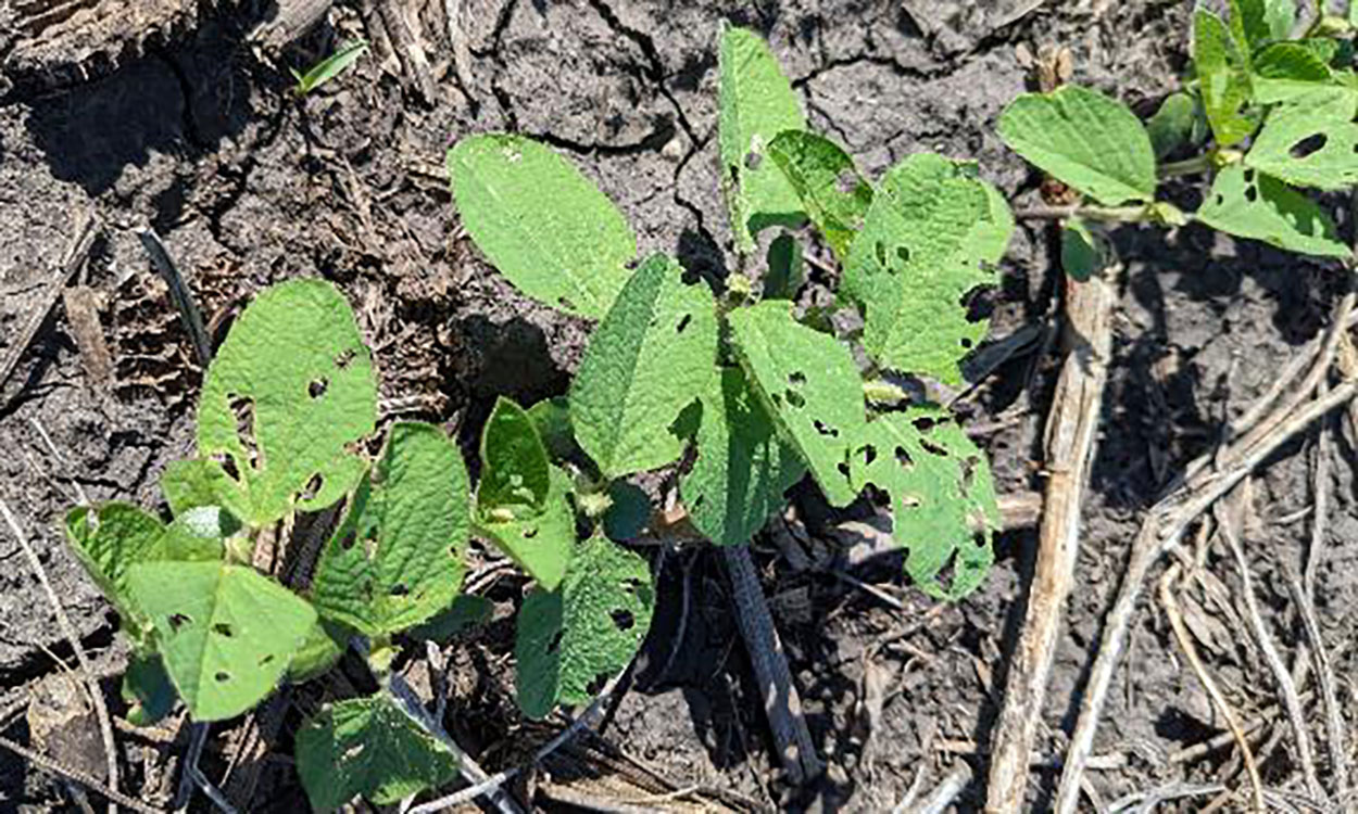 Bean leaf beetle feeding damage on young soybean plants.