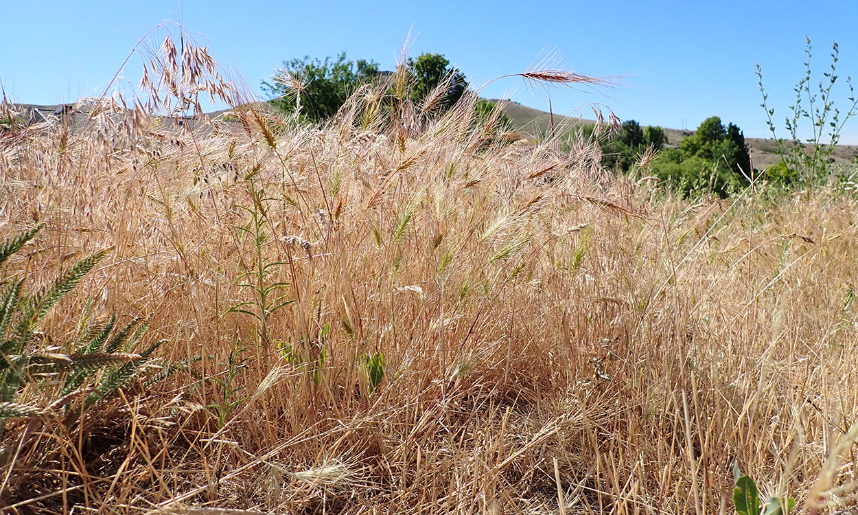 Dense patch of brown, Medusahead grass on rangeland.