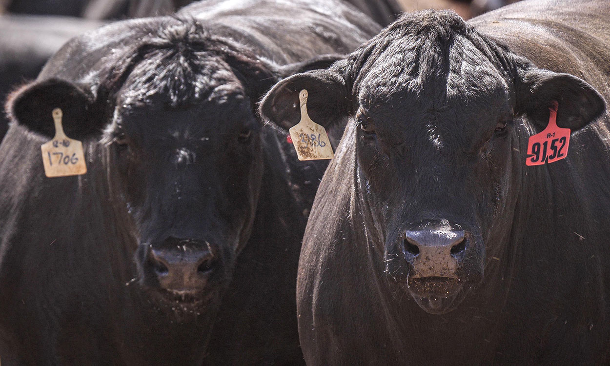 Two black angus cattle exhibiting heat stress symptoms.