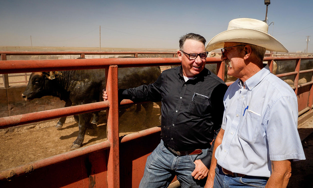 Two producers inspecting cattle in a pen.