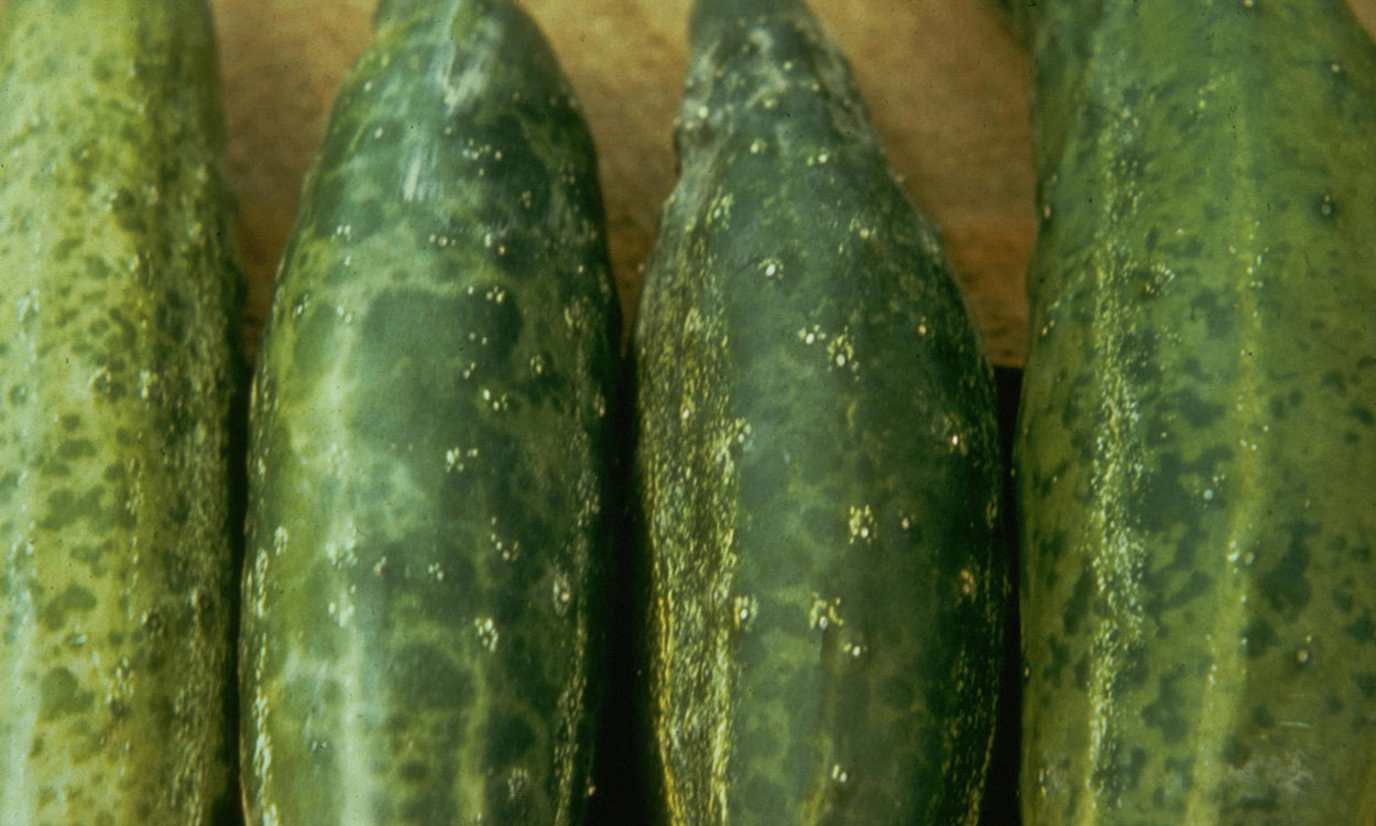 Cucumber fruits showing symptoms of infection with Cucumber Mosaic Virus.