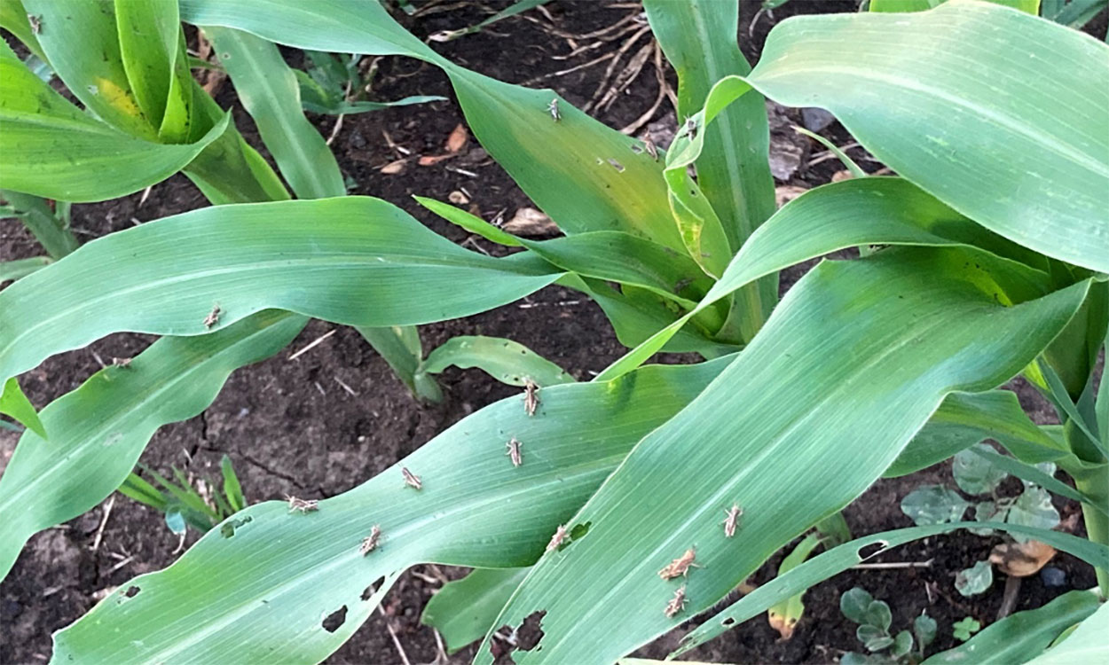 Numerous nymph grasshoppers feeding on corn.