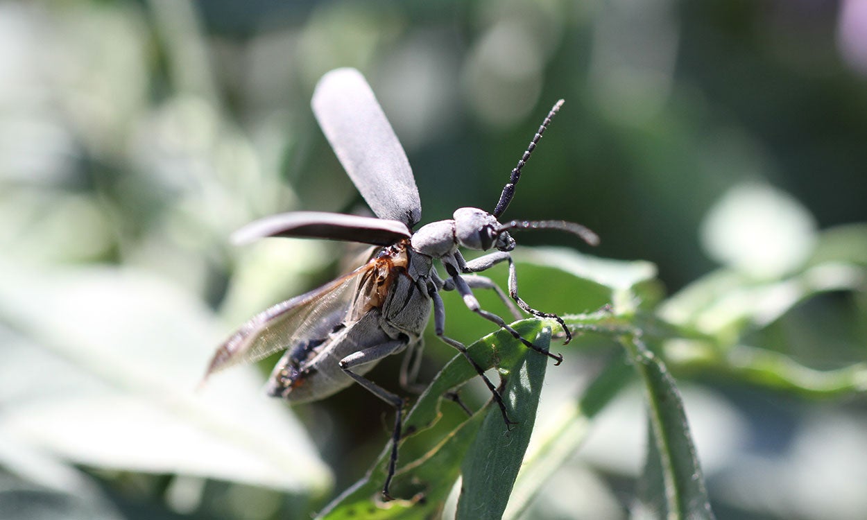 Gray beetle on a green alfalfa leaf.