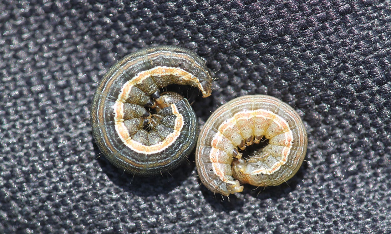Dark green and tan curled caterpillars with an orange stripe along their sides.