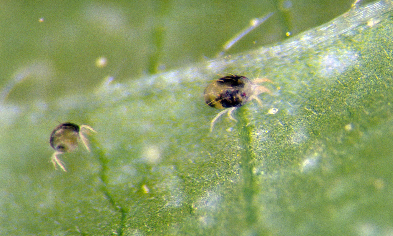 Twospotted spider mites on the underside of a leaf.
