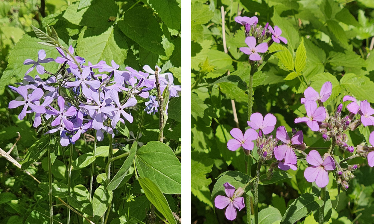 Woodland Phlox and Dame’s Rocket.