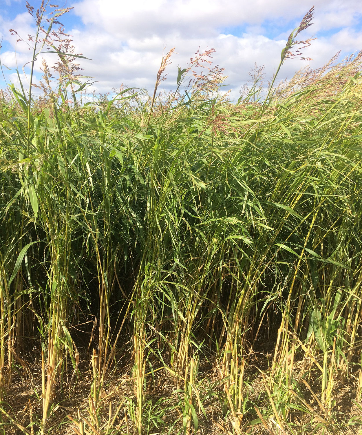 A tall, grassy warm-season cover crop blend grown in South Dakota.
