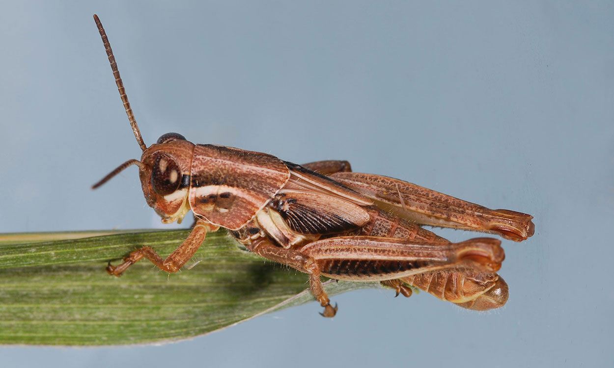 Mottled brown grasshopper nymph sitting on a green leaf. Wing pads are easily observed in the image.