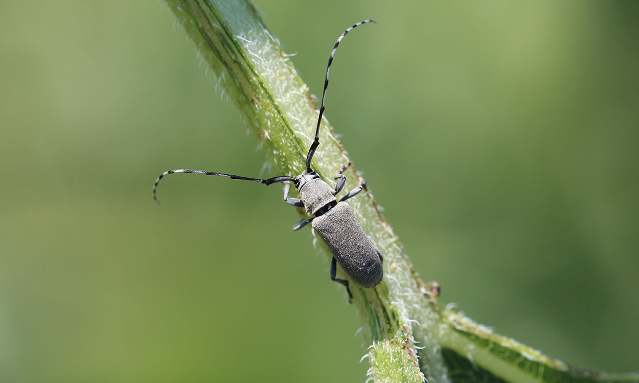 Gray beetle with long antennae that are alternating white and black pattern on green leaf petiole.