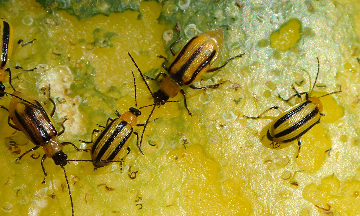 Striped Cucumber Beetles: A New Guide Reviews Management Options for Vexing  Cucurbit Pests