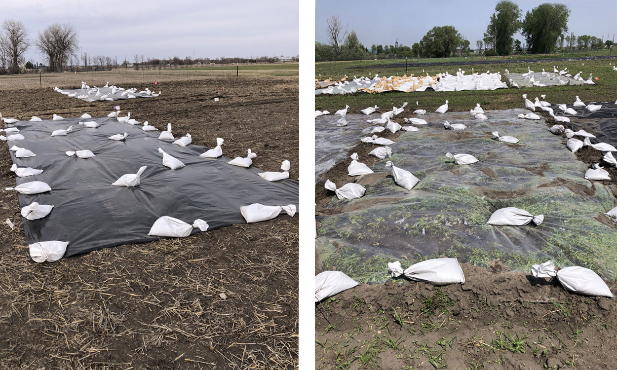 Left: Black silage tarp spread out over a research plot. Right: Clear tarp spread out over a research plot.