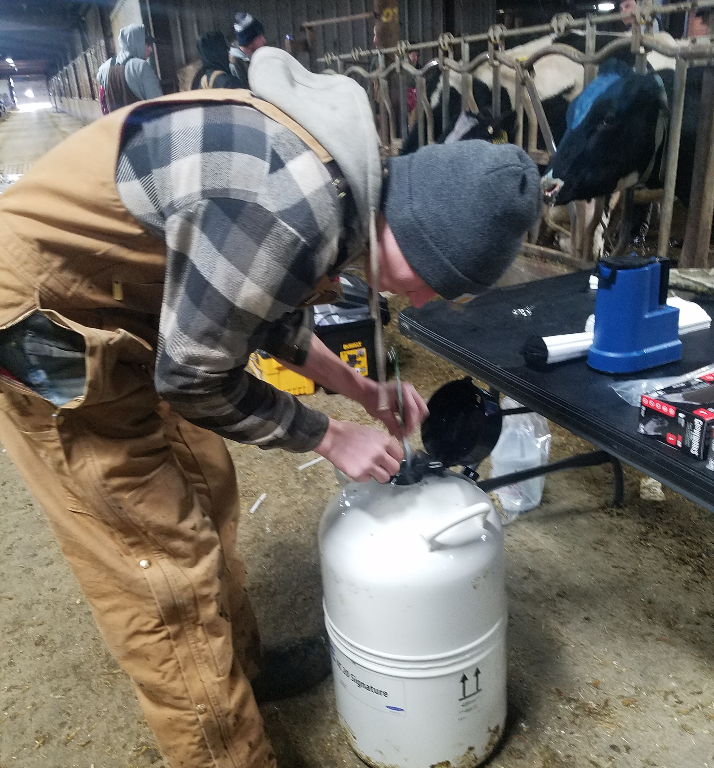 Man getting a straw of semen out of a tank for artificial insemination