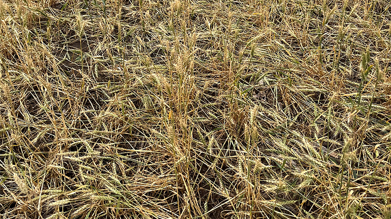 Maturing wheat field with lodged plants.