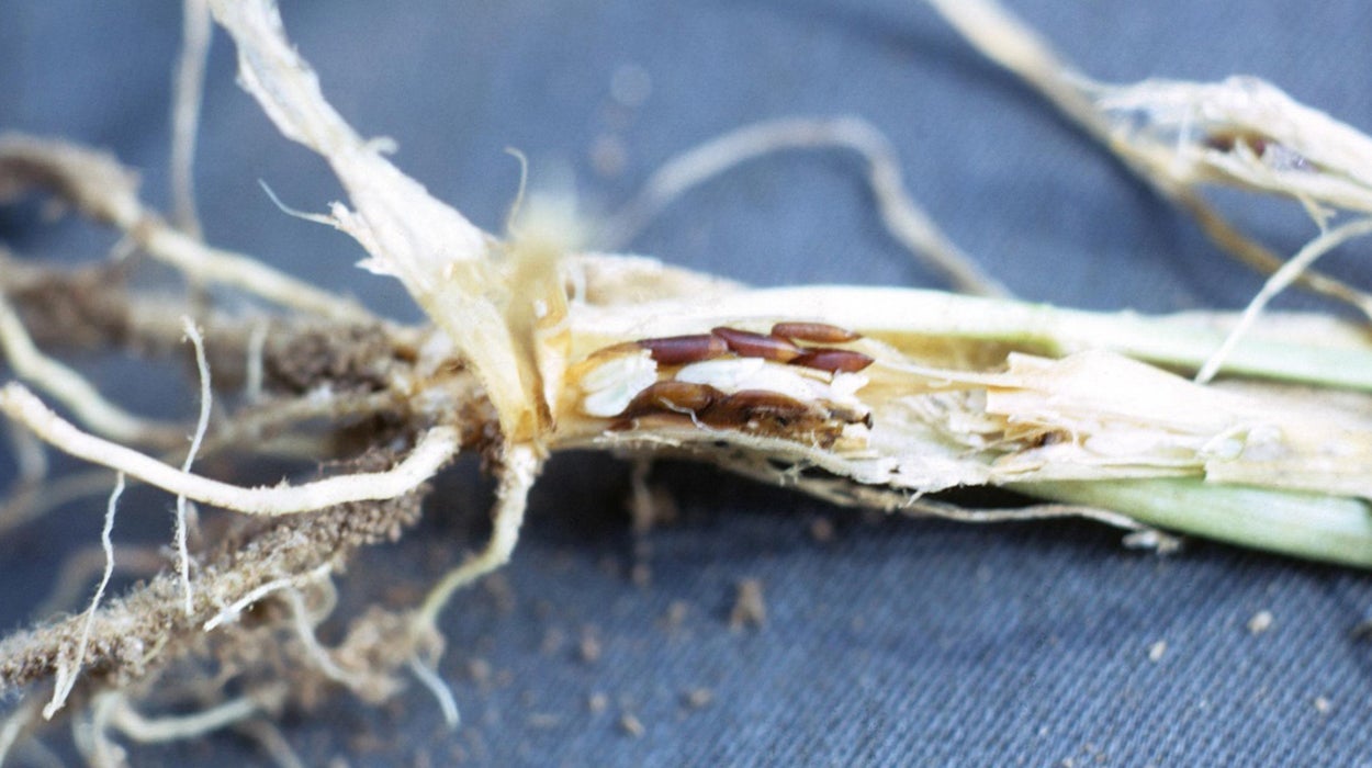 Flax-seed-like pupae on a wheat plant.