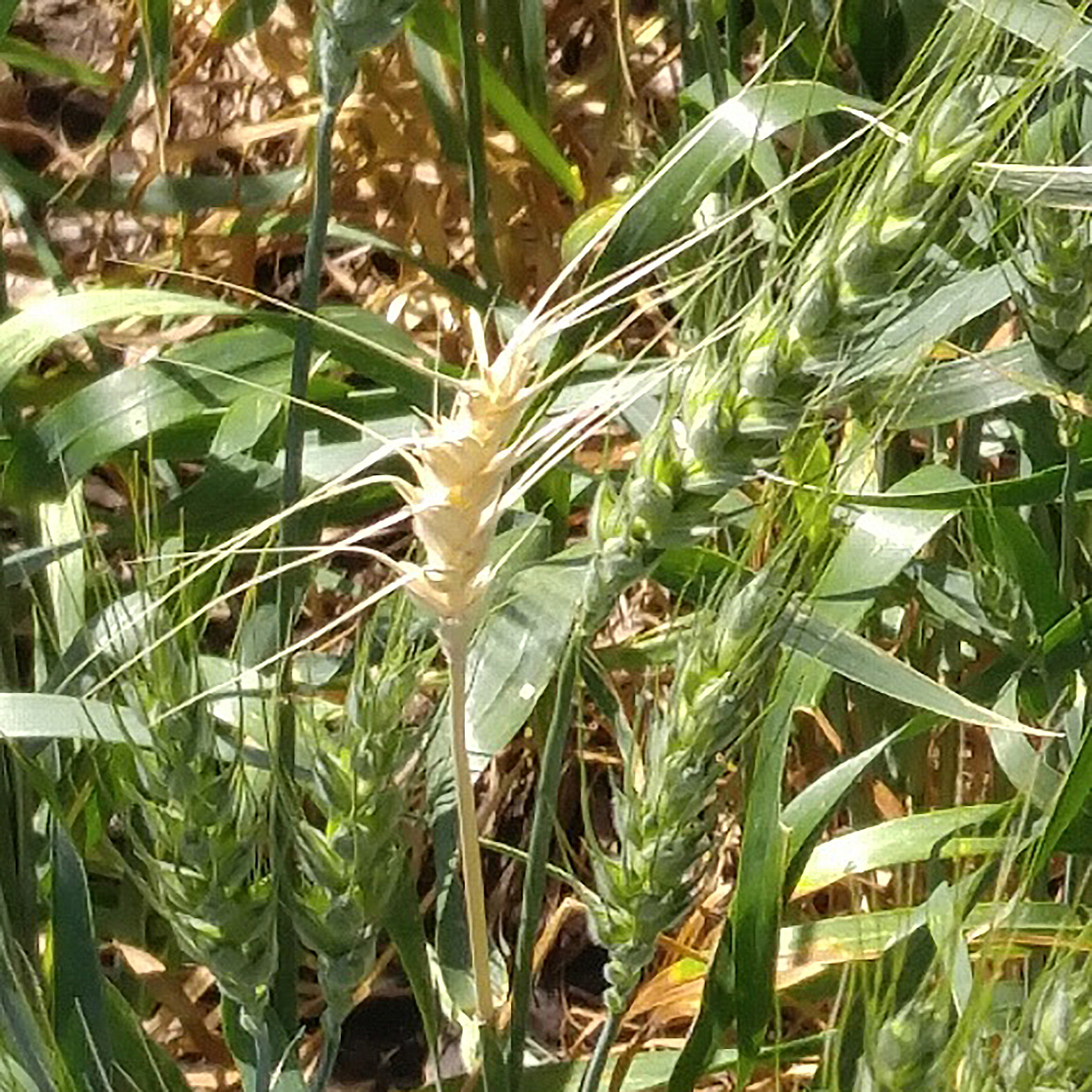 White wheat head on an otherwise green plant.