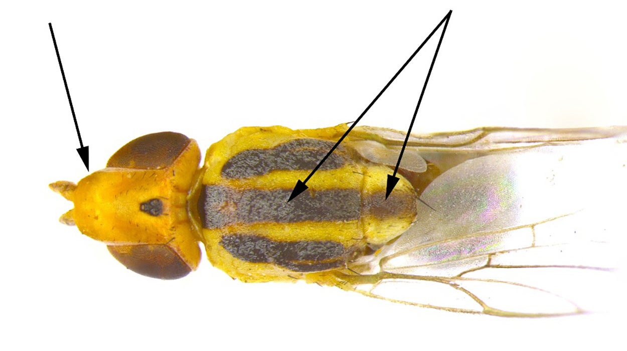 Top view of a yellow fly with red eyes and black stripes. There are black arrows pointing to the head and the dark stripe in the center of the middle segment.