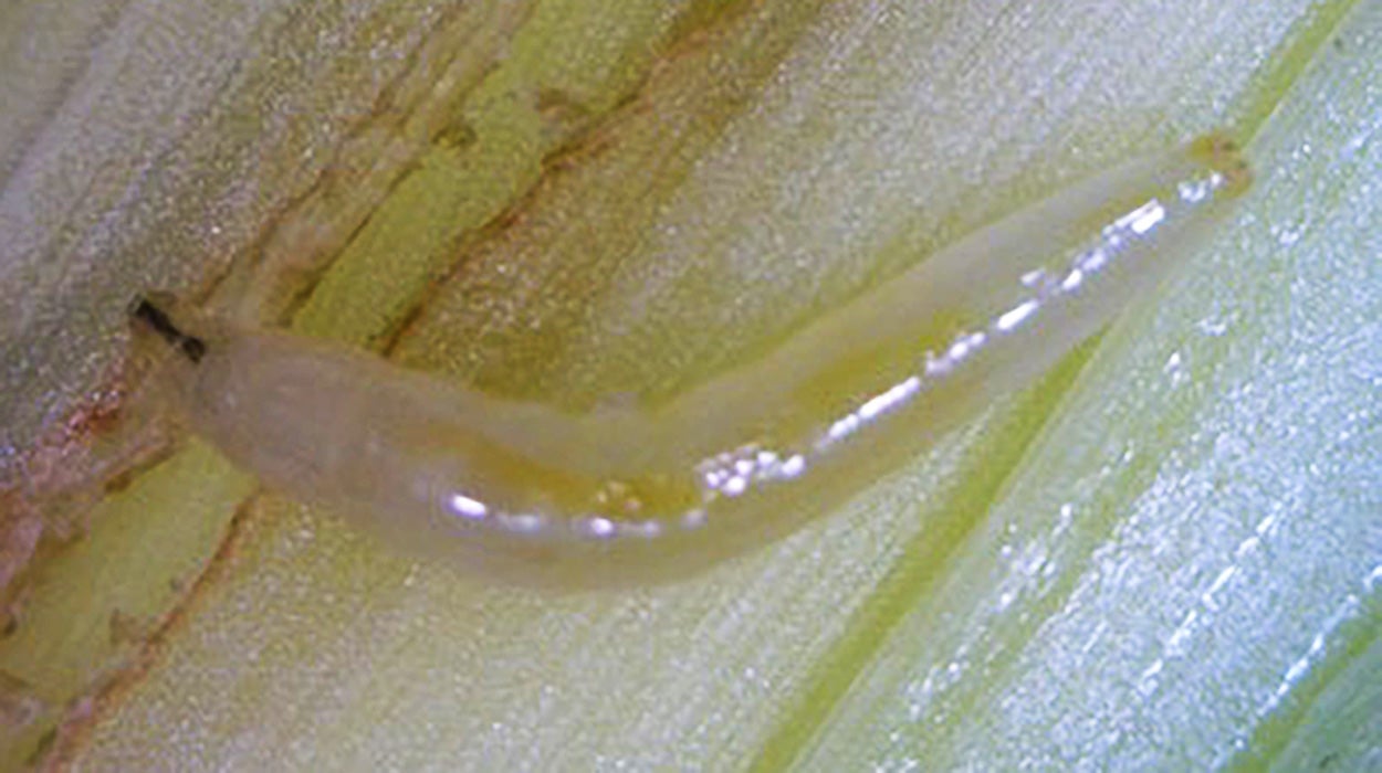 Translucent maggot feeding on a plant.