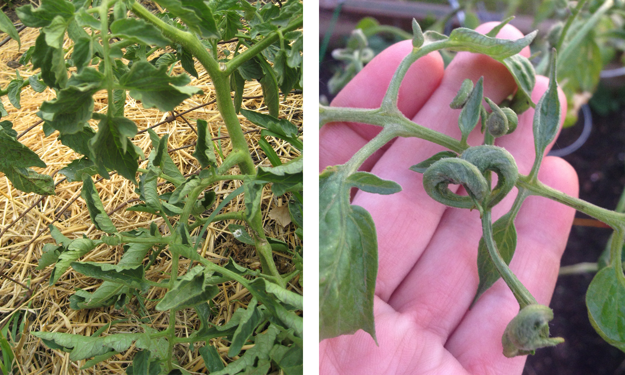Left: Physiological leaf rolling. Right: C-shaped tomato leaves due to herbicide exposure.
