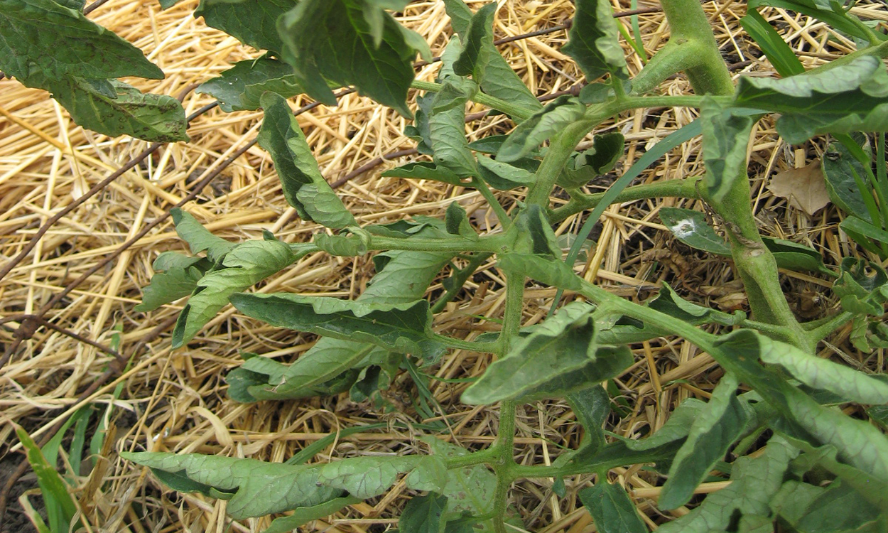 tomato leaf curl