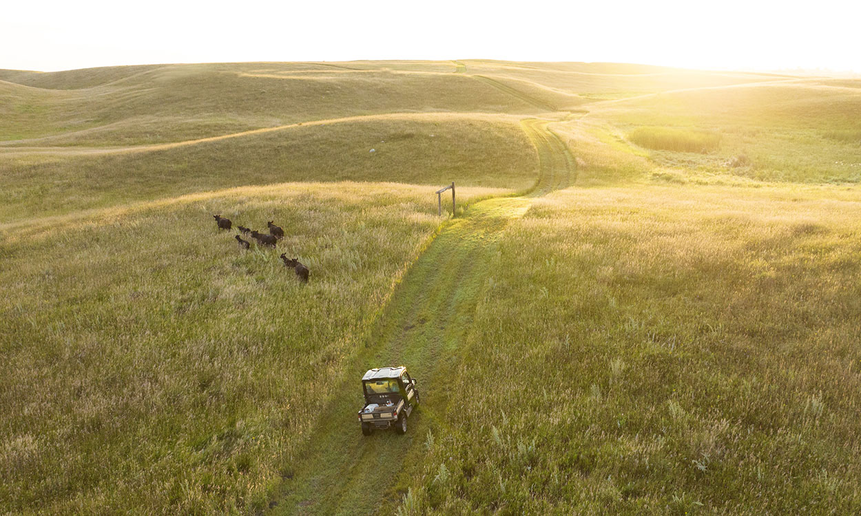 Small group of cattle grazing a vast, well-managed rangeland.