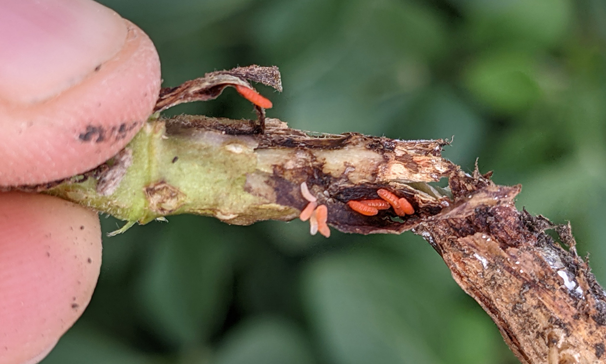 Base of soybean stem with small, translucent orange larvae present under the epidermis.