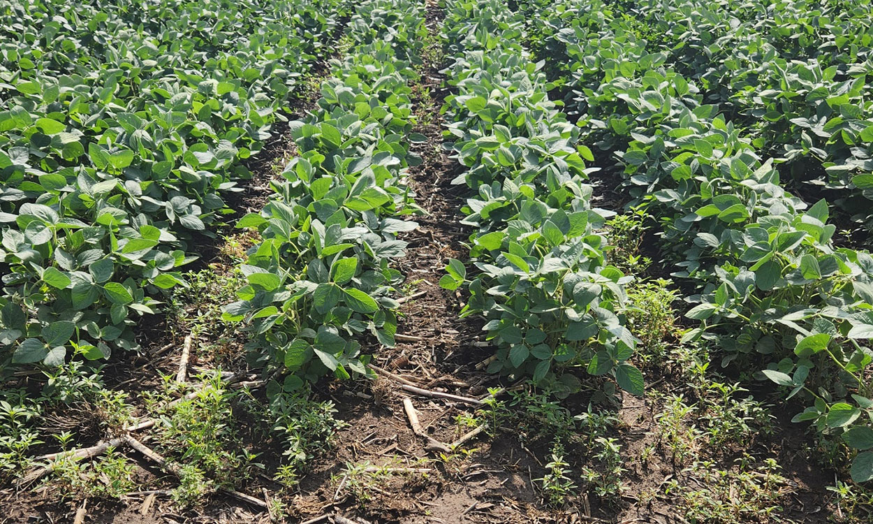 Green soybeans with a few green weeds throughout.