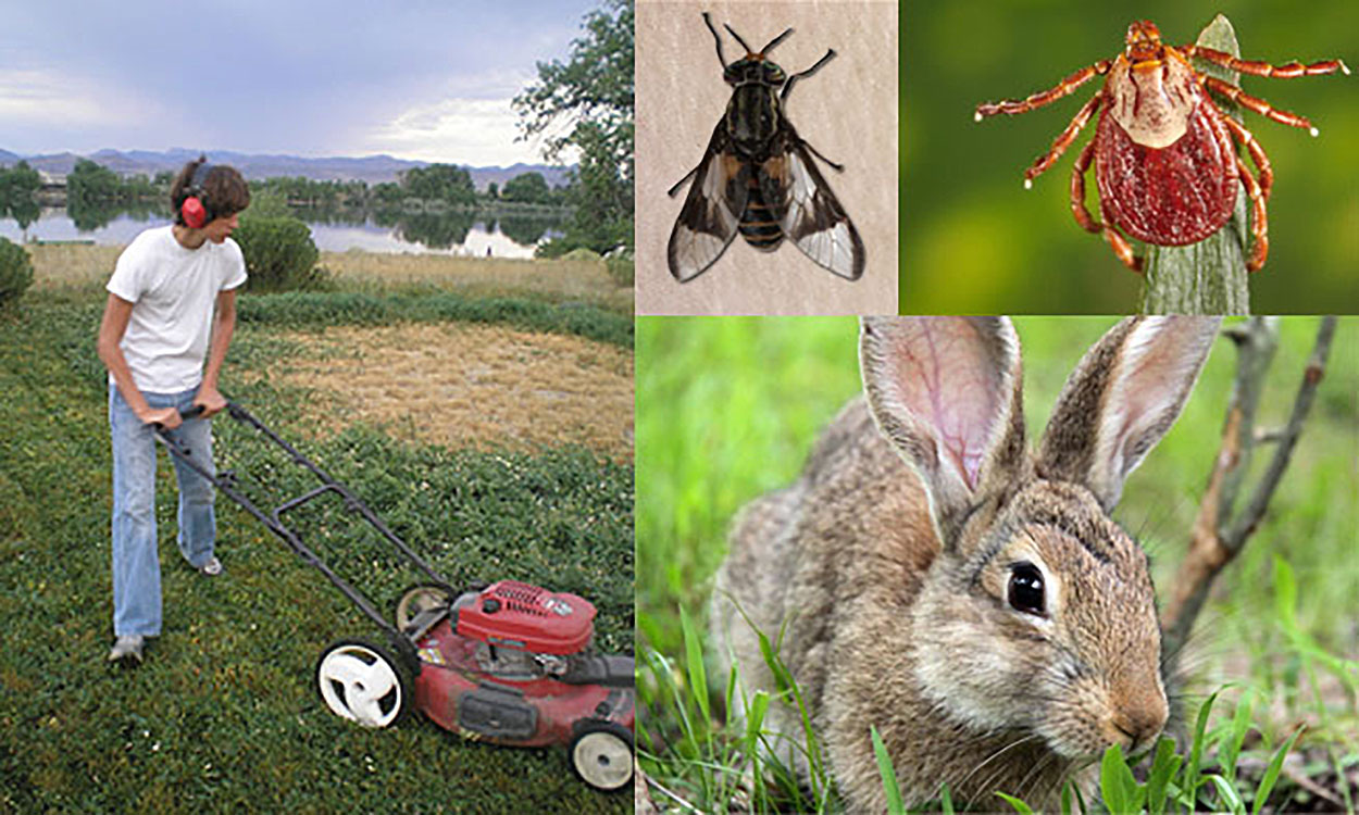 Photo montage of person mowing grass with a push mower, a horse fly, a rabbit, and a tick.