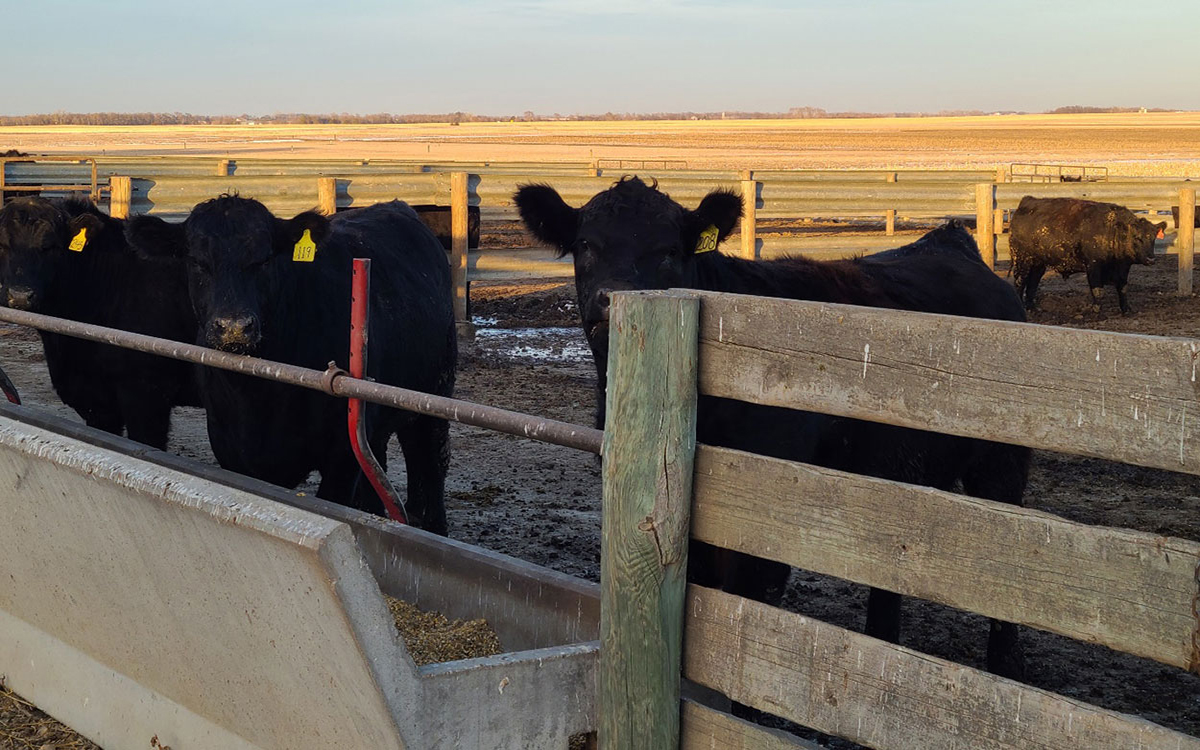 Group of black cattle at a feed bunk.