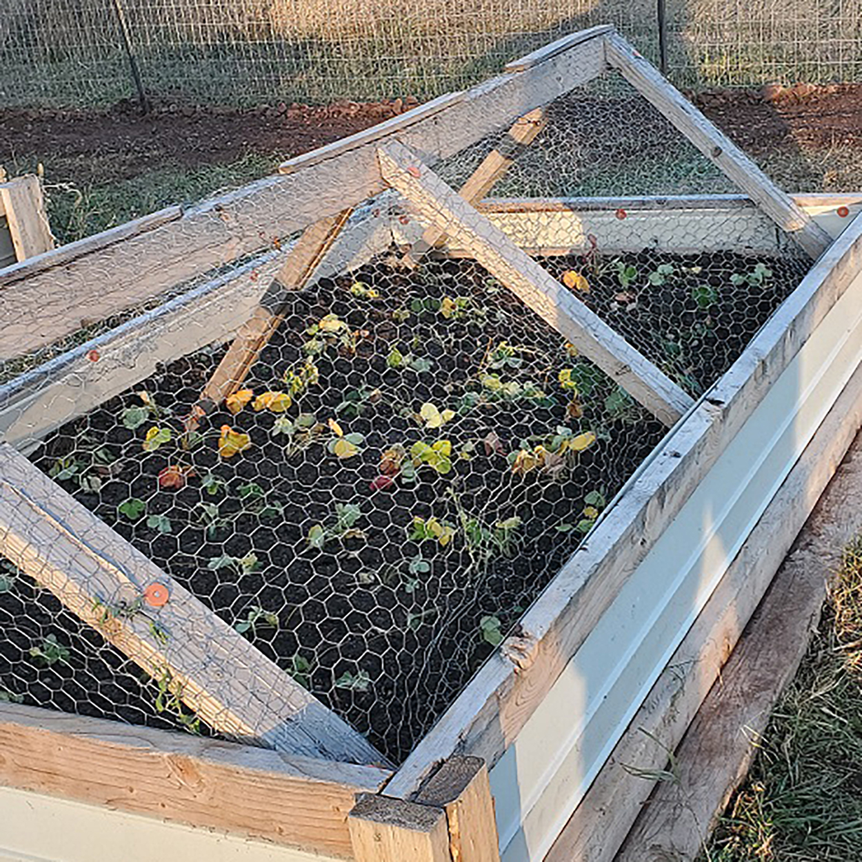Wire cage over raised bed garden.