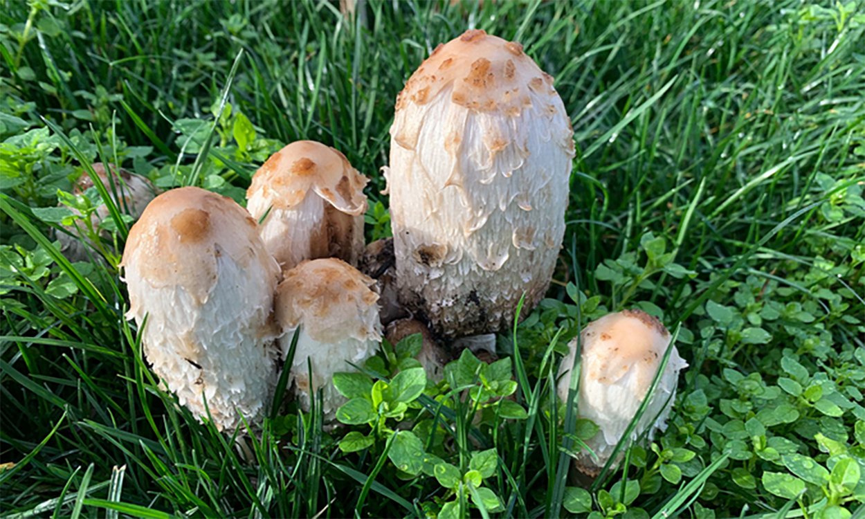 Cluster of white to tan mushrooms emerging on lawn.