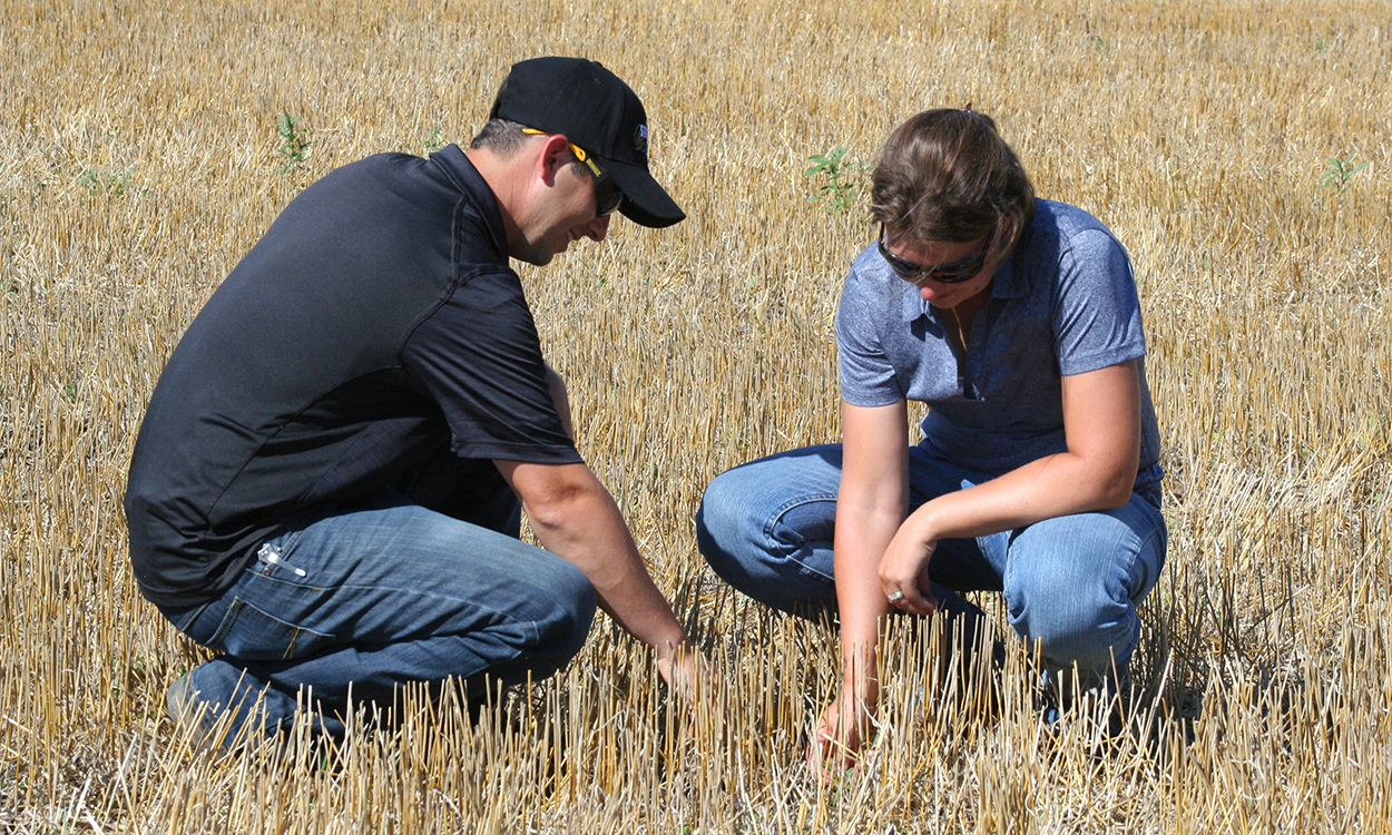 Producers inspecting soil in a harvested wheat field.