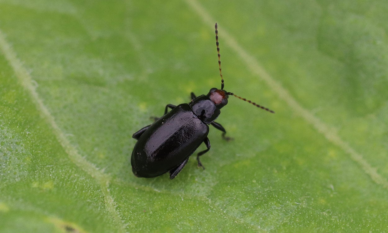 Black beetle with a red head on soybean leaf.