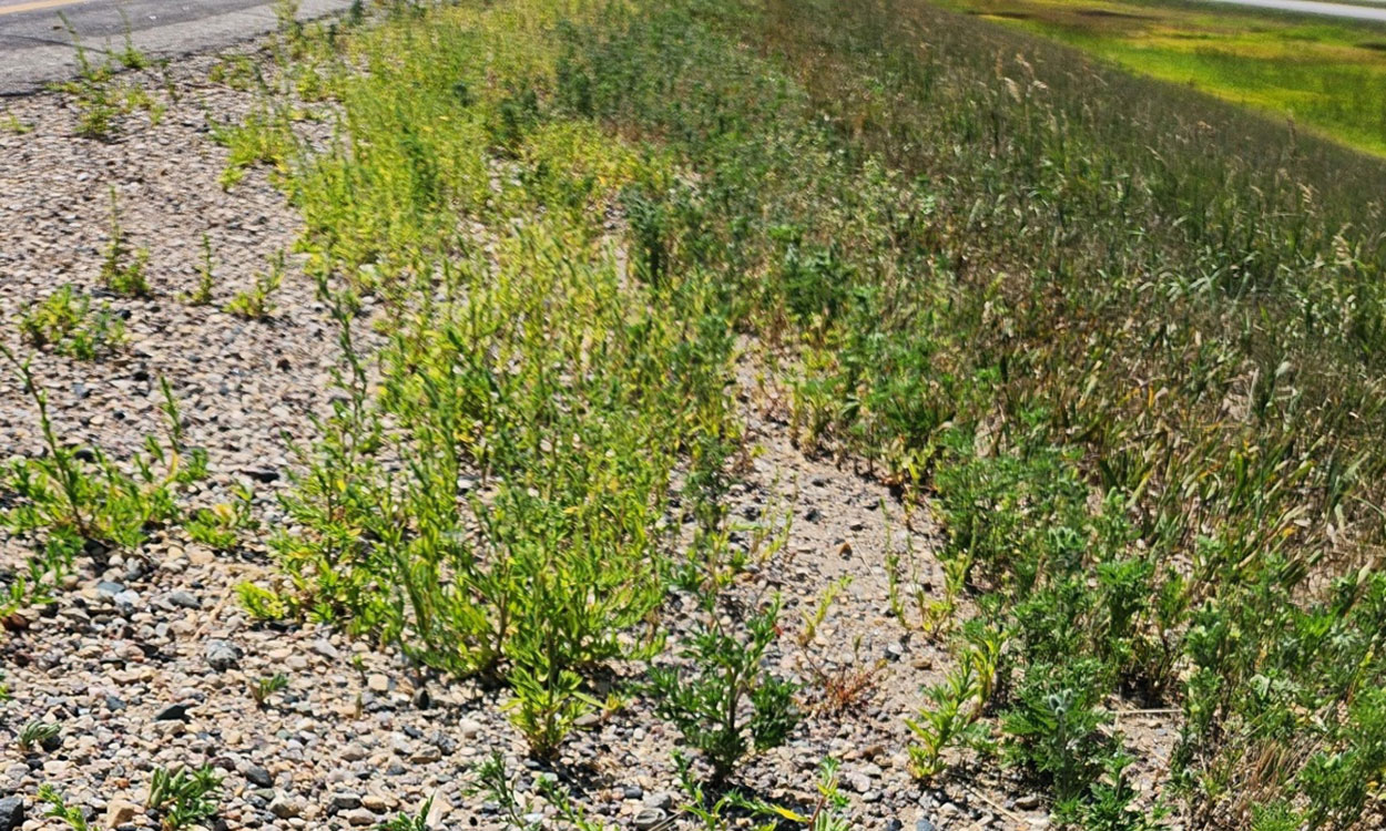 Common ragweed and kochia growing along a road ditch.