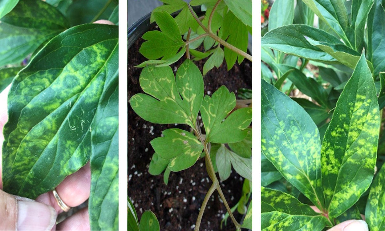 Three plants with tobacco rattle virus symptoms.
