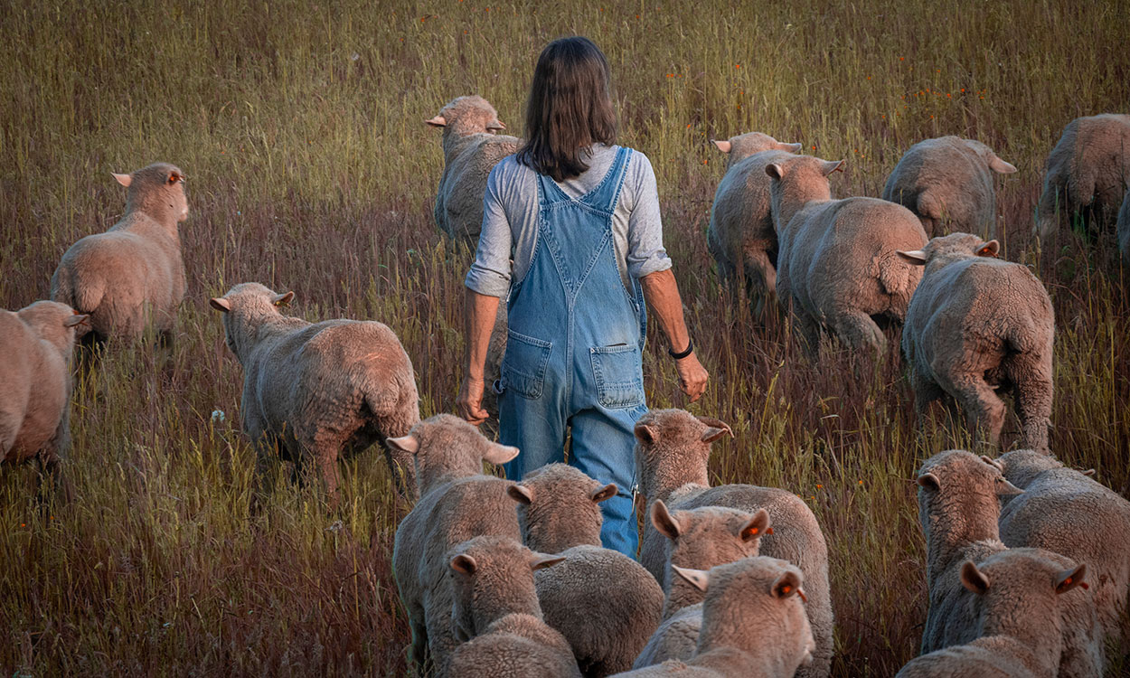 Sheep producer moving a flock at pasture.