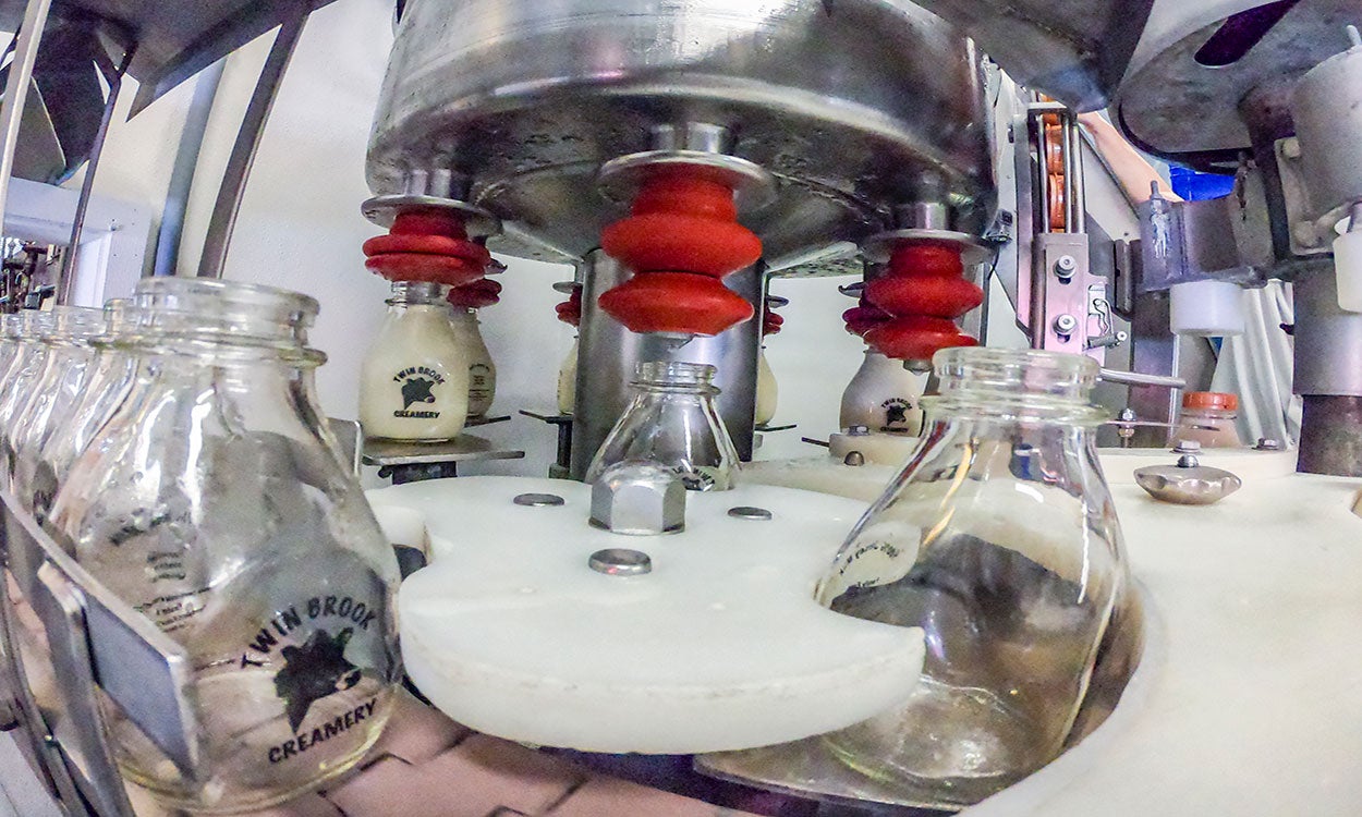 Pasteurized milk being bottled at an on-farm facility.
