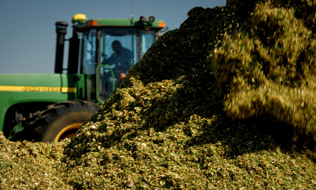 Pile of chopped silage in front of a tractor.