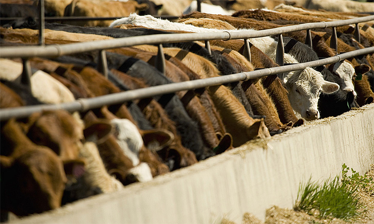 Mixed cattle eating at a feedbunk.