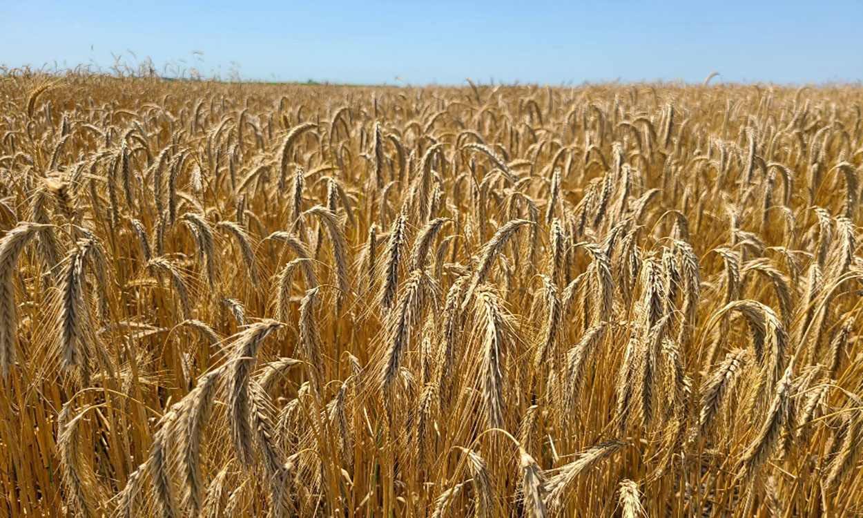 Field of rye grain.