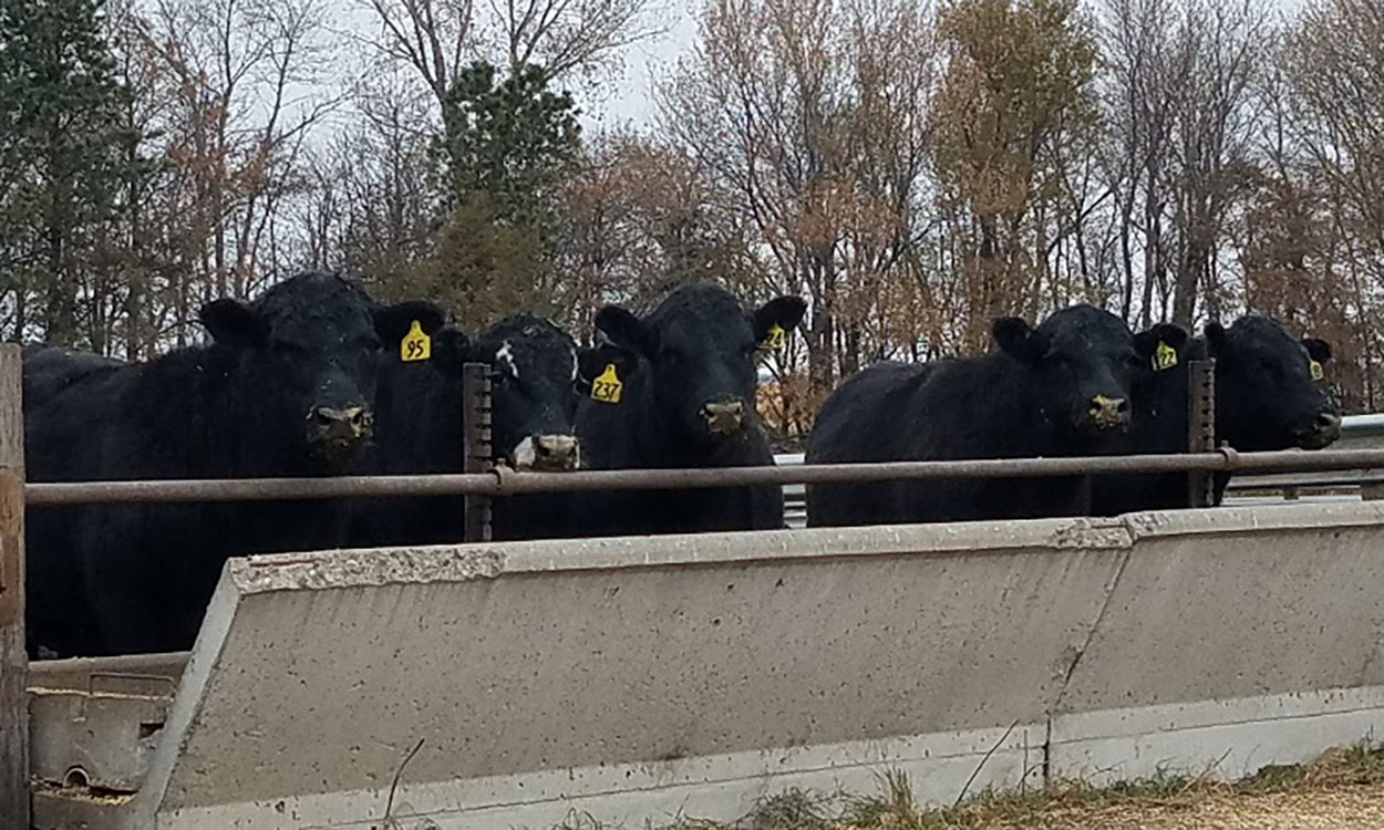 Black angus cattle eating from a feed bunk.
