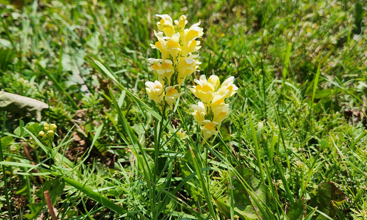 Yellow toadflax in the reproductive-flowering stage.