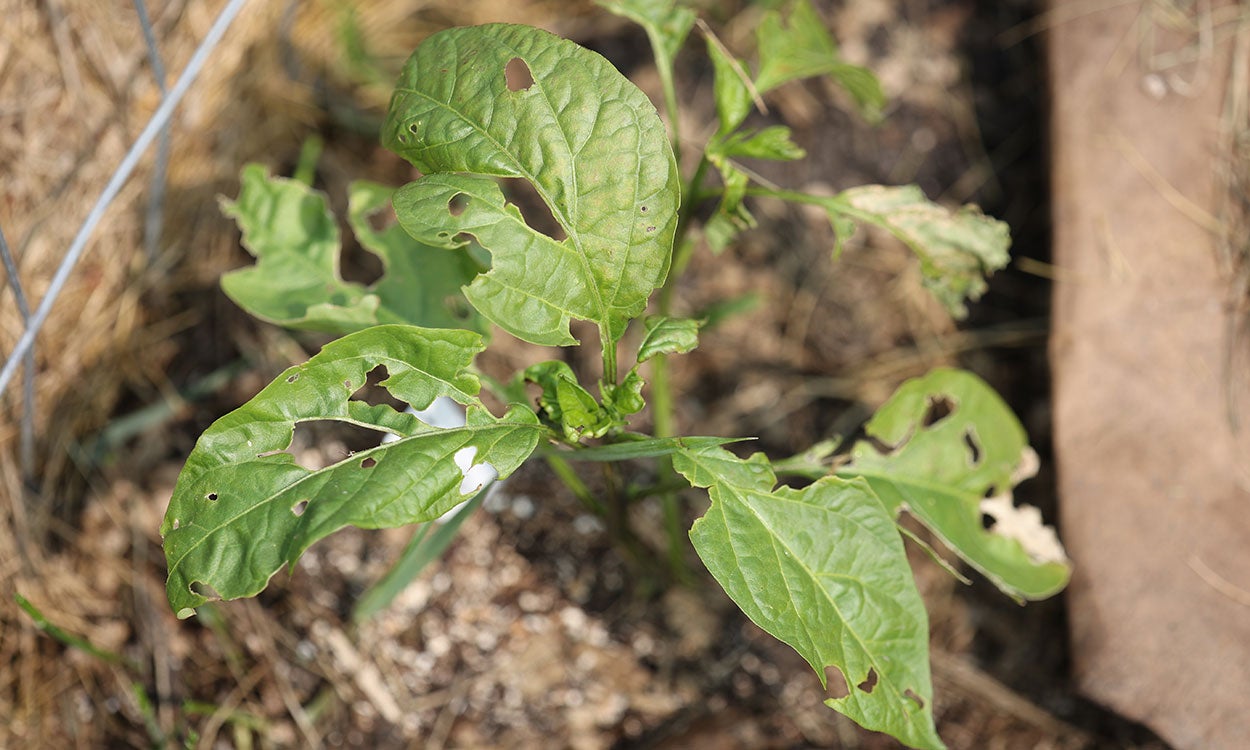 Green plant with large irregular shaped holes in the leaves.