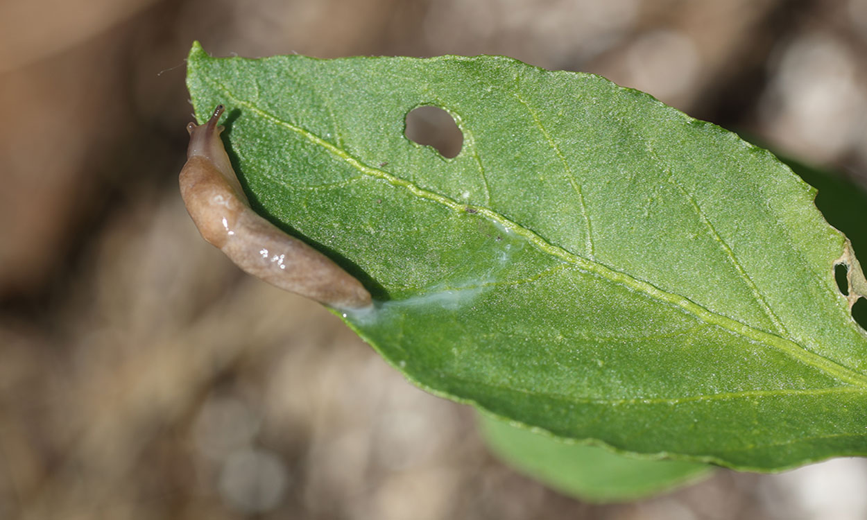 Brown slug on a green leaf leaving behind a whitish trail of slime.