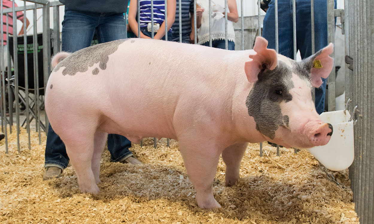 Show pig at State Fair.