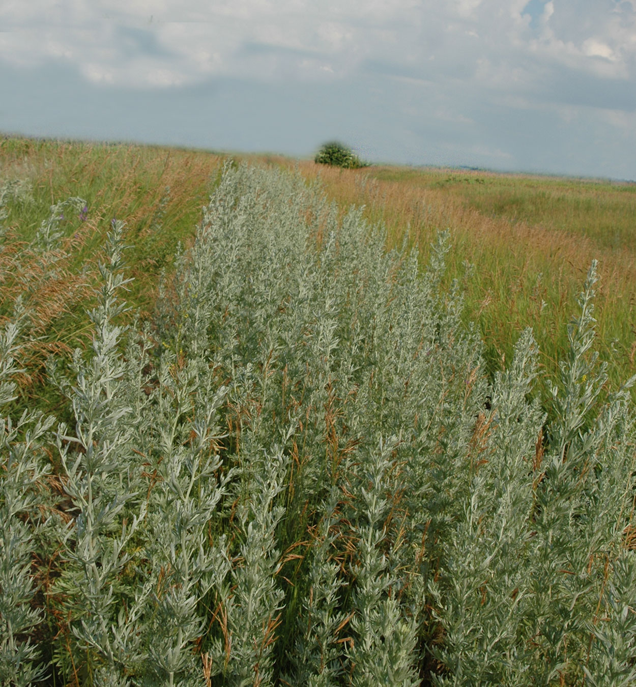 Absinth wormwood growing in a field.