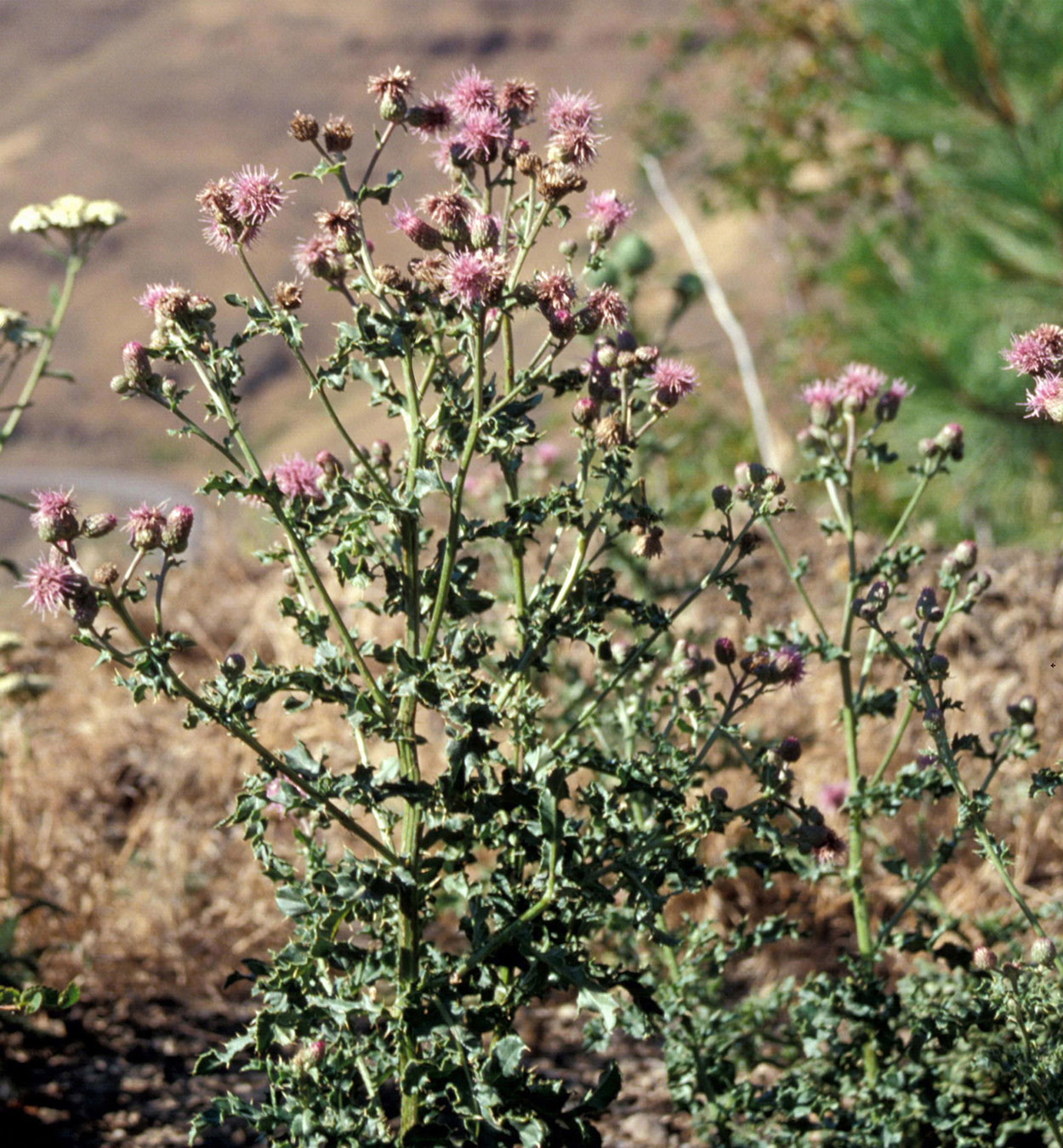 Canada thistle growing along field’s edge.