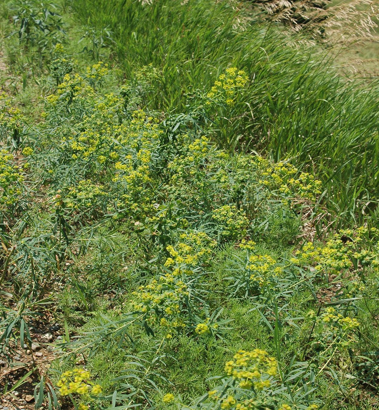 Leafy spurge growing along the edge of a field.