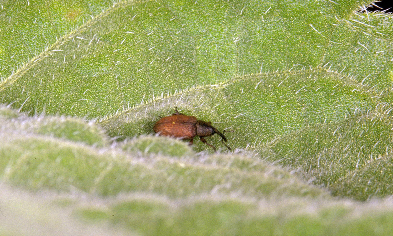 Red sunflower seed weevil adult.