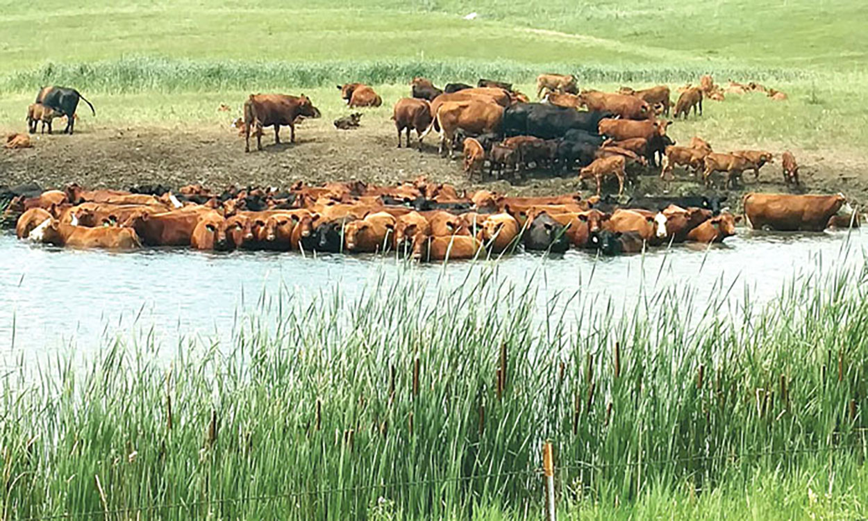 Group of mixed cattle cooling off in a stock pond.